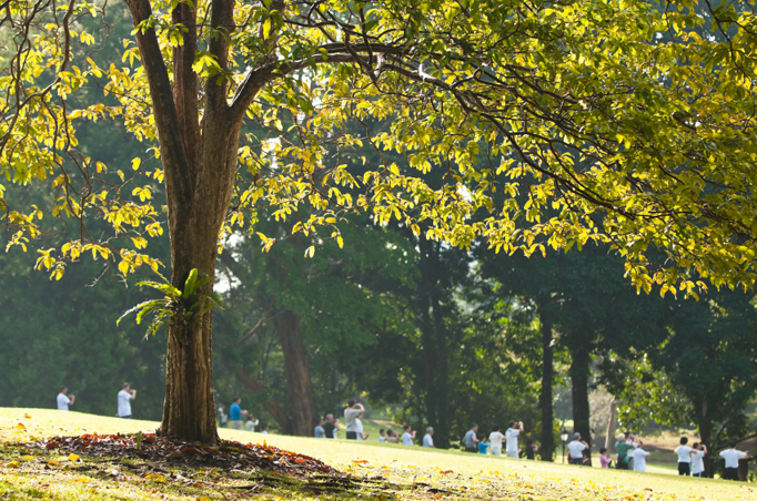 Qigong in the park